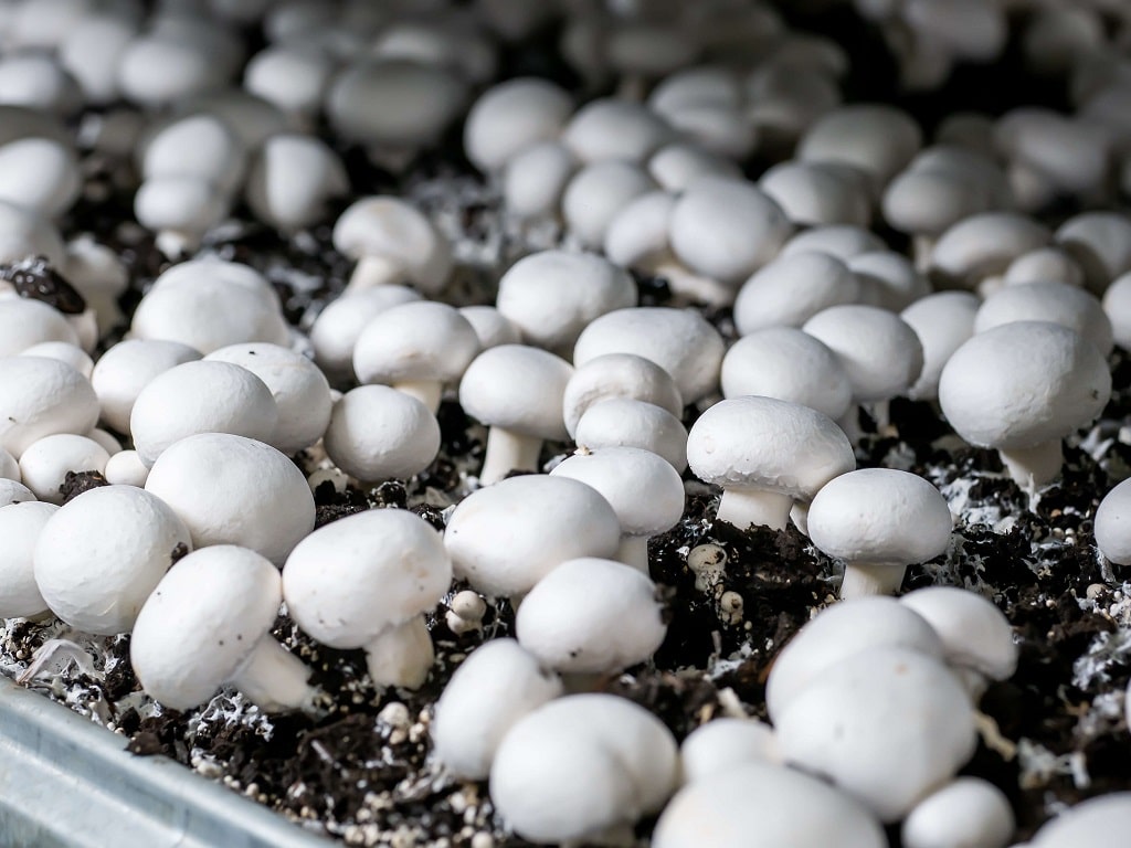 https://www.spores-champignons.fr/wp-content/uploads/2021/09/Mycelium-de-Champignons-de-Paris-15-ml.jpeg