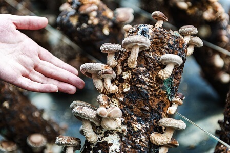 Les 400 pieds de champignon - Vous aimeriez faire pousser des champignons  chez vous? C'est possible ! Voici à quoi ressemble nos blocs de Pholiote  adipeuse. 25 $ par bloc ou 5