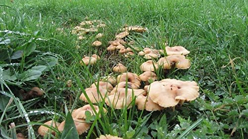 Kit de culture de champignons à base de mycélium de Mousserons des Près -  15ml/50ml. - Spores et Champignons